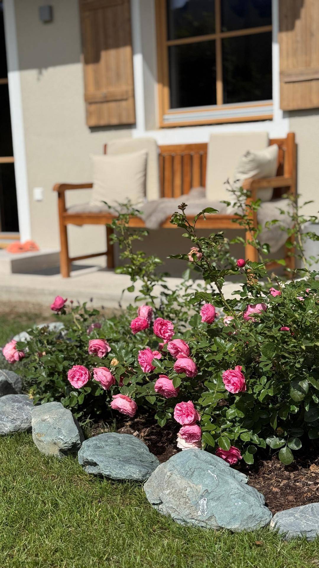 Nahaufnahme von blühenden rosa Rosen im Garten mit einer Holzbank im Hintergrund.