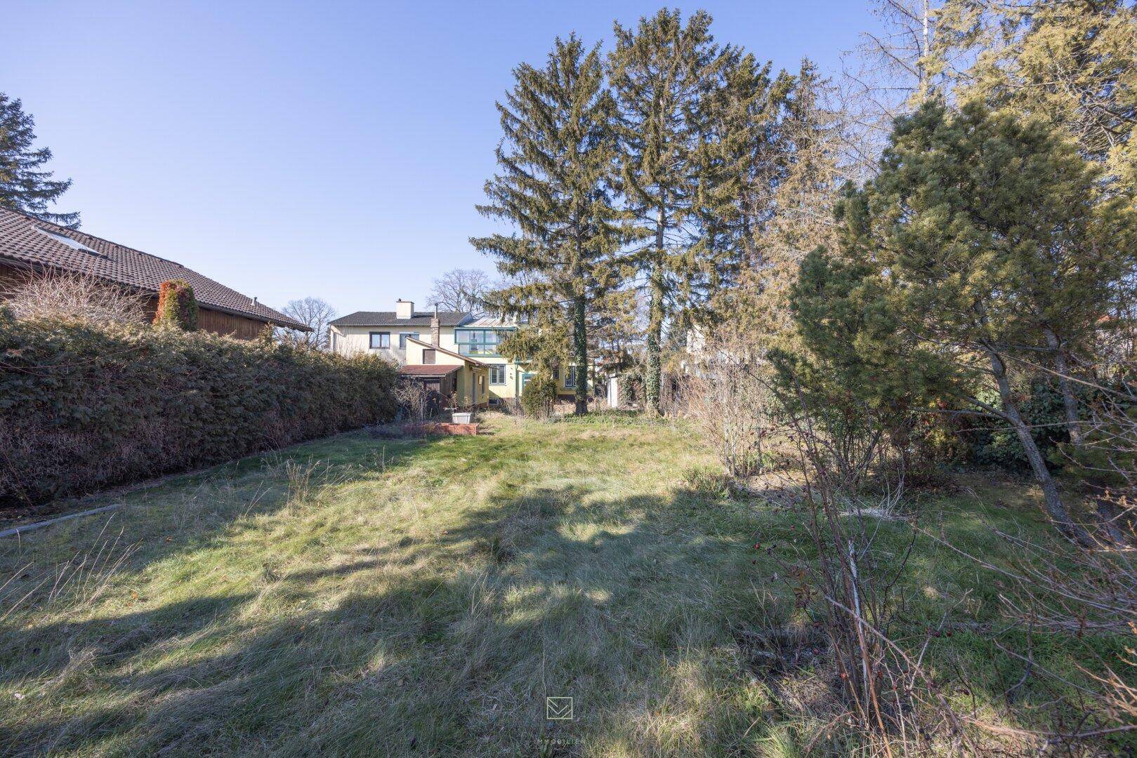 Großer, sonniger Garten mit Rasenfläche und hohen Nadelbäumen, das Haus im Hintergrund.