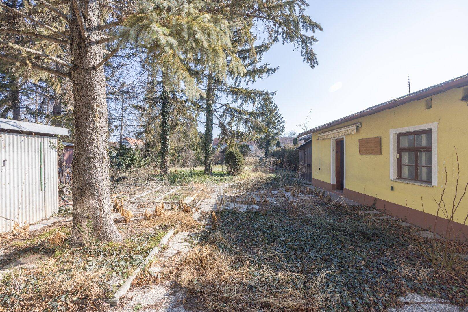 Blick über den verwilderten Garten mit Nebengebäude und altem Baumbestand.