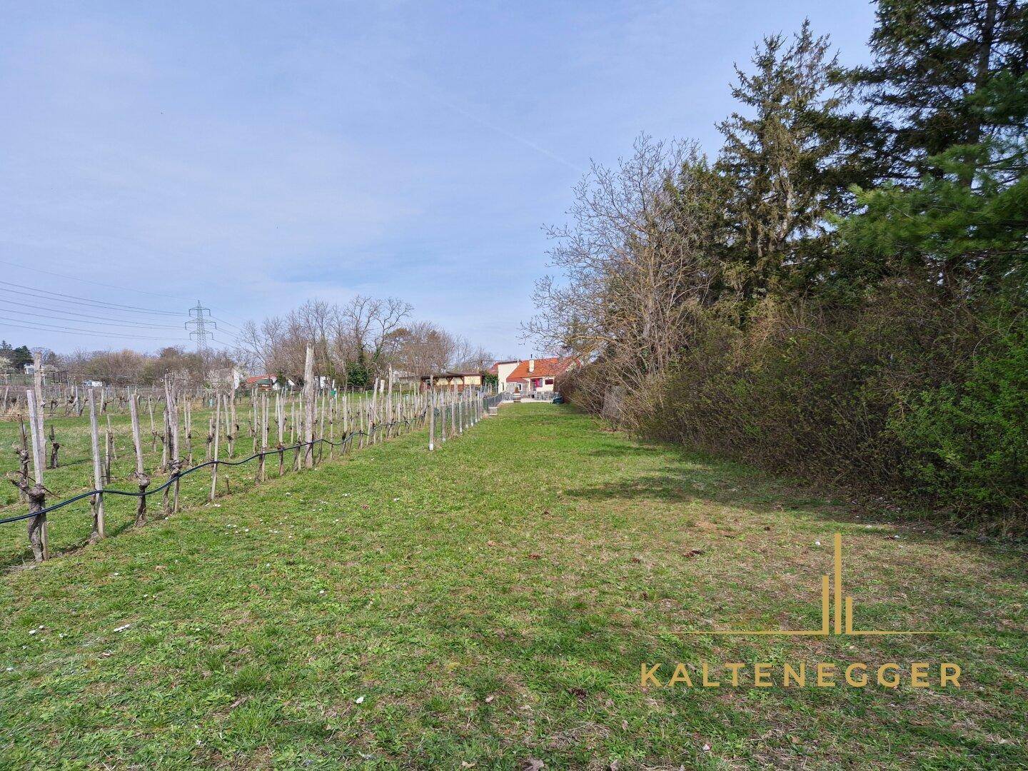 Weitläufiges grünes Feld mit Weinreben und einem Gebäude im Hintergrund unter blauem Himmel.