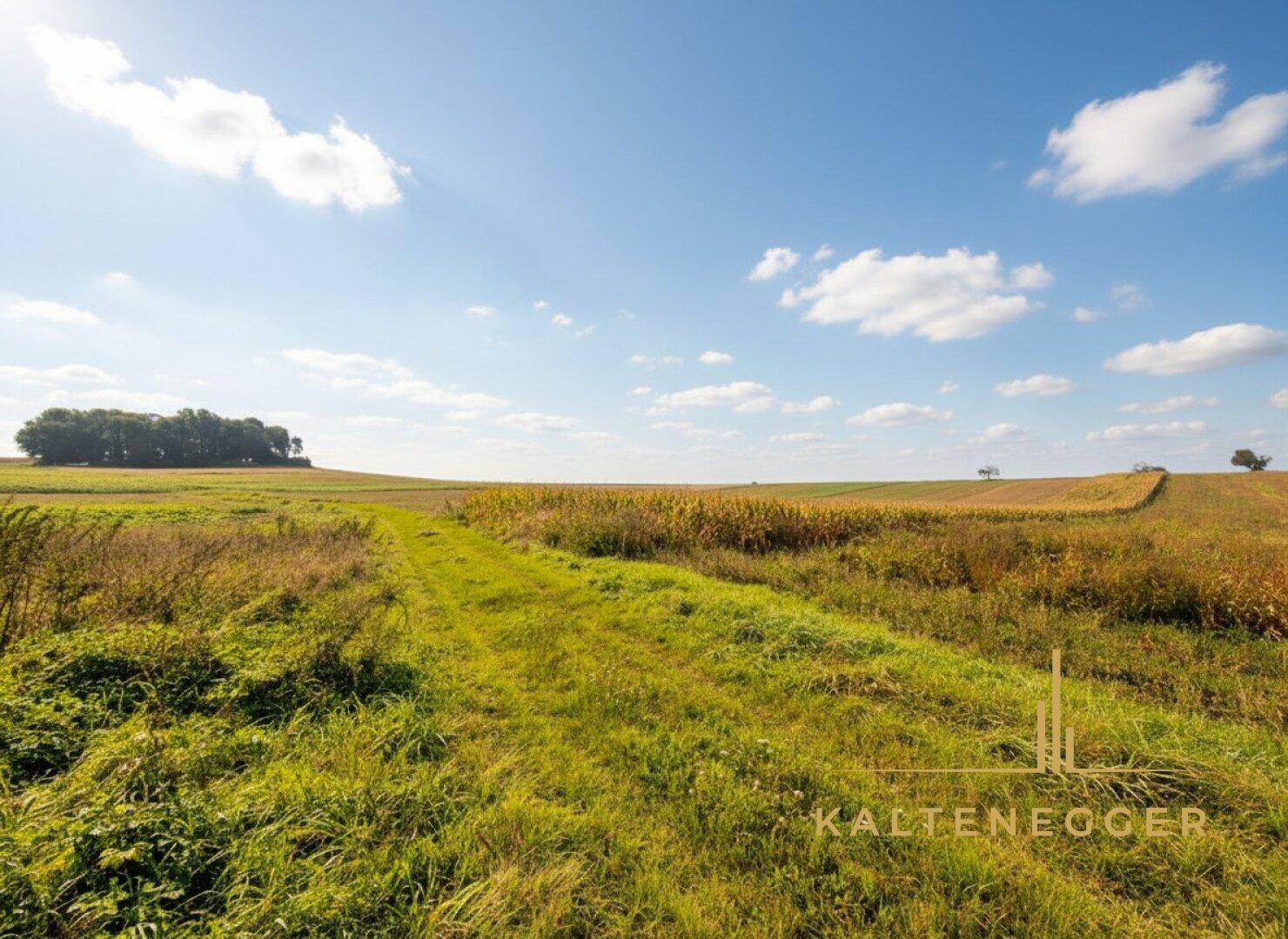 Natur pur wenn man den Wald verlässt