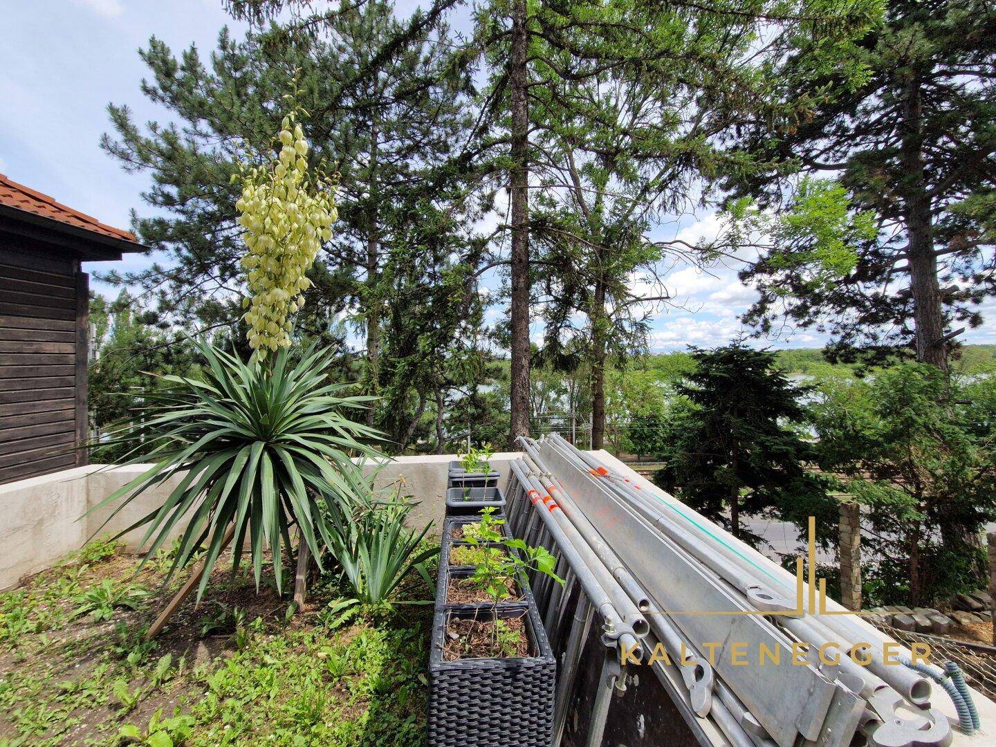 Gartenbereich mit Pflanzen, Leiter und weitem Blick in die Natur.