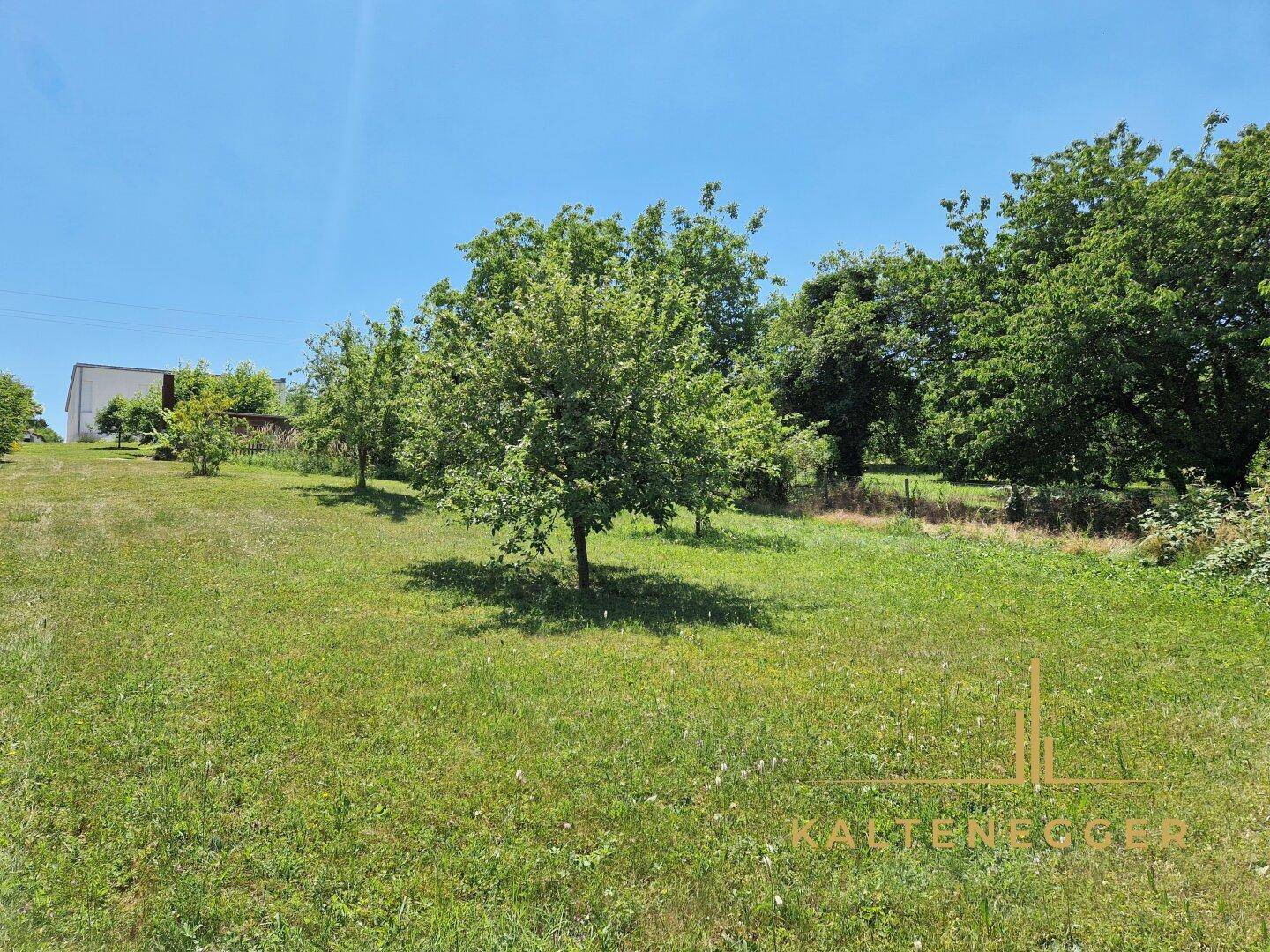Große, sonnige Rasenfläche mit mehreren Bäumen, umgeben von üppigem Grün und natürlicher Landschaft.