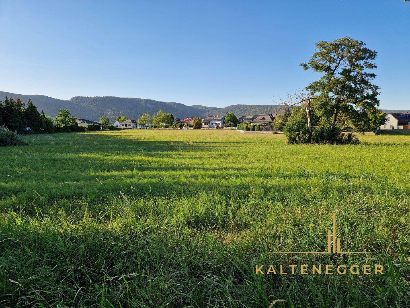 Sonnige grüne Wiese mit altem Baum und Blick auf die umliegende Landschaft und Häuser.