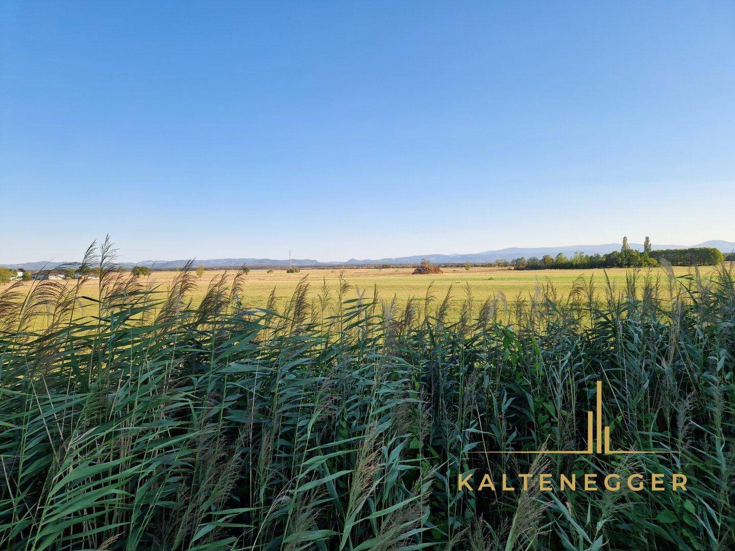Hohes Schilf im Vordergrund mit weitem Blick über Felder und Berge am Horizont.
