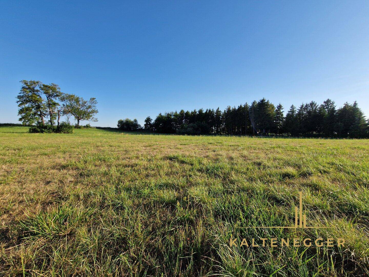 Weitläufige grüne Fläche mit Baumgruppen und Waldrand unter blauem Himmel.