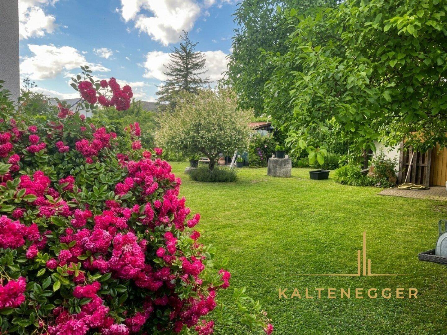 Idyllischer, weitläufiger Garten mit leuchtend pinken Rosenbüschen und altem Baumbestand im Sonnenschein.