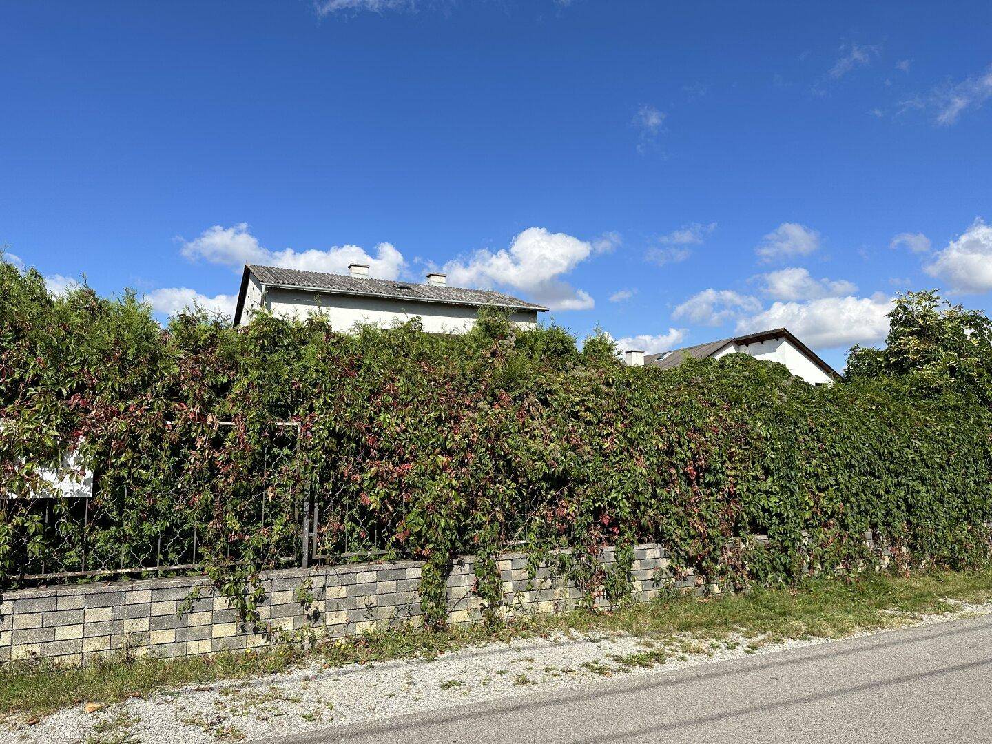 Dichte Hecke und Zaun entlang der Straße, mit Häusern im Hintergrund unter blauem Himmel.