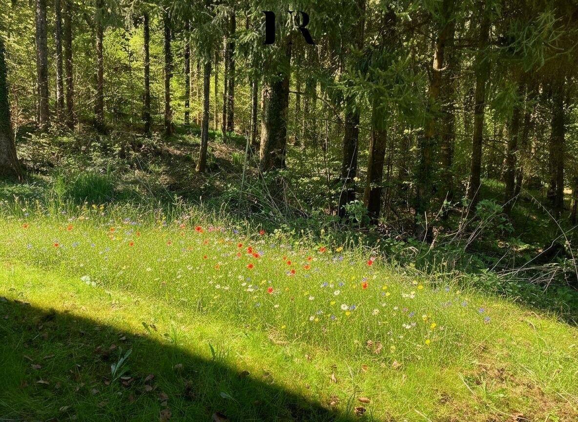 Natürliche Wiese mit bunten Wildblumen am Waldrand, umgeben von hohen Bäumen und Sonnenlicht.