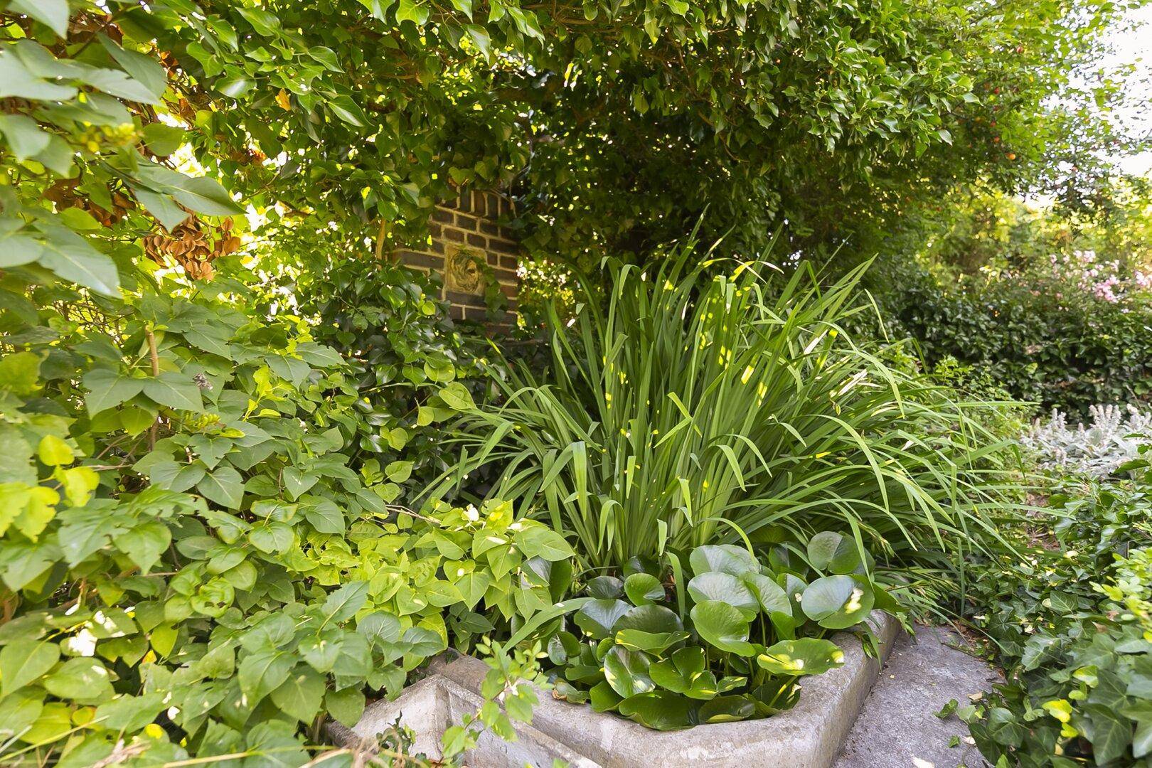 Detailaufnahme eines Gartenteichs oder Wasserbeckens umgeben von grünen Pflanzen und Efeu.