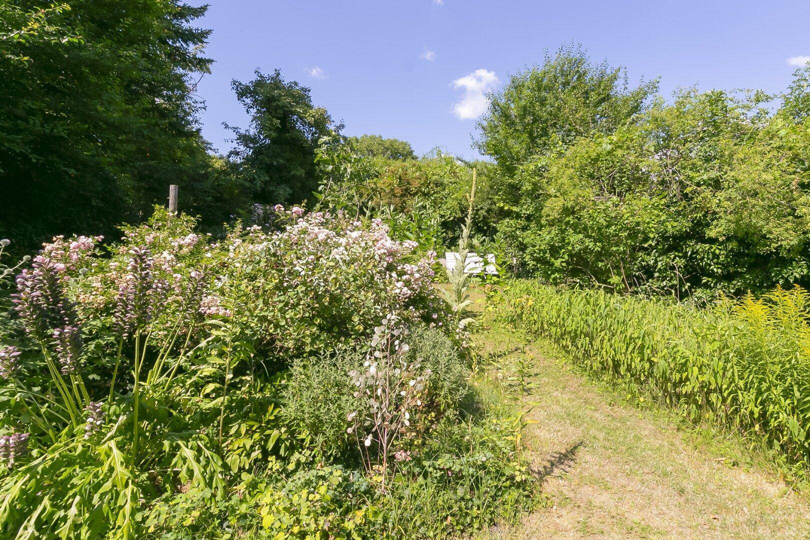 Üppiger Garten mit vielfältigen Pflanzen, Blumen und einem schmalen Pfad durch die Natur.