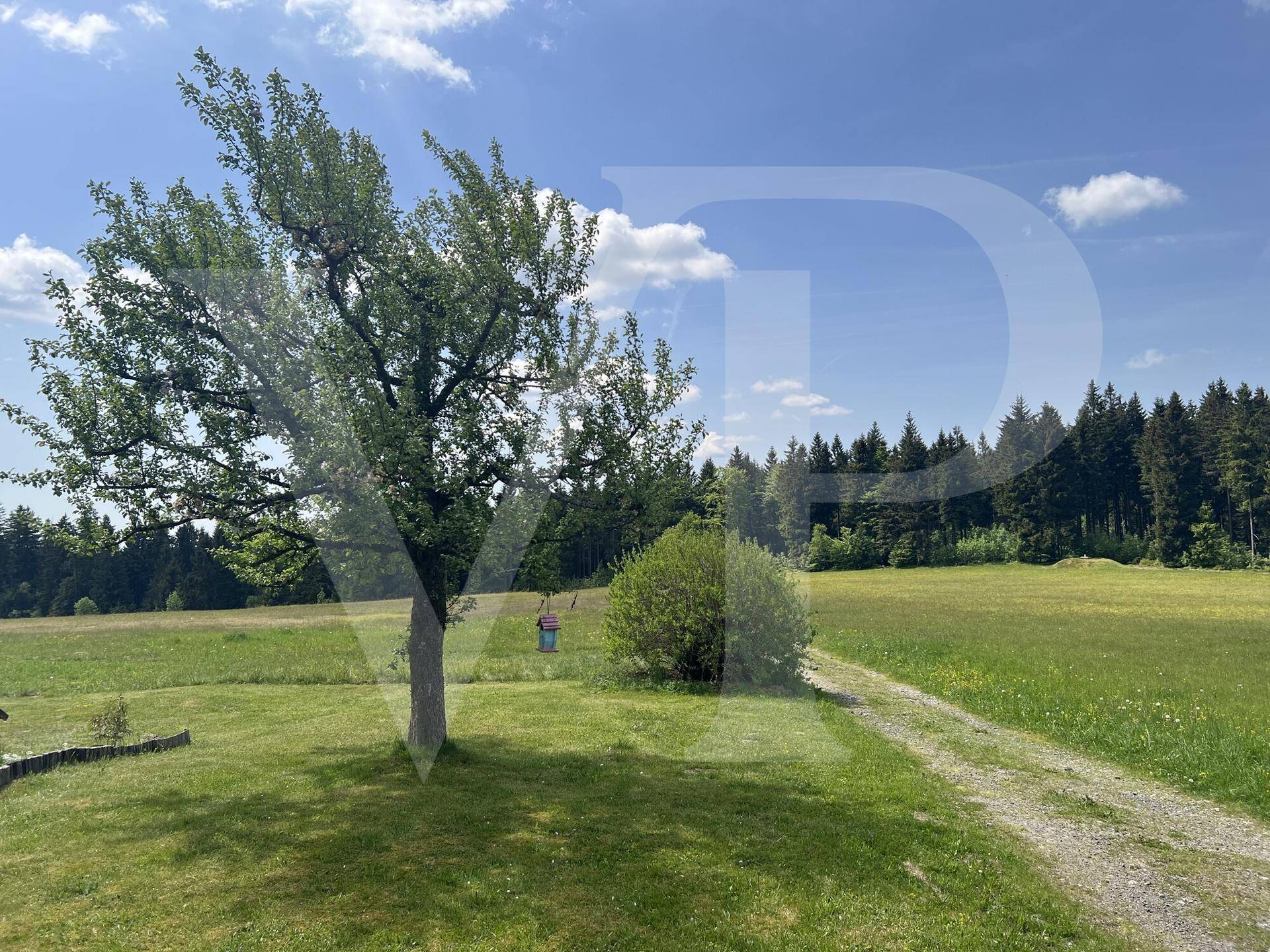 Malerische Landschaft mit weiten Wiesen, einzelnen Bäumen und dichtem Wald am Horizont.