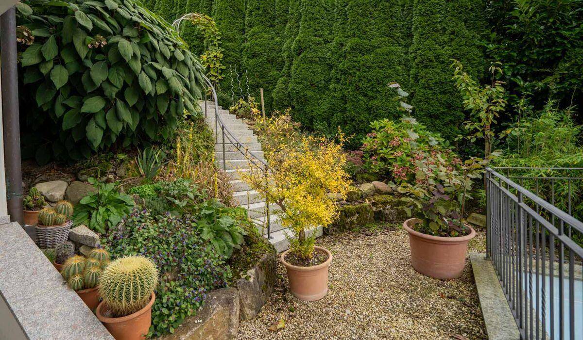 Gepflegter Gartenbereich mit Treppe, verschiedenen Pflanzen und hohen Hecken.