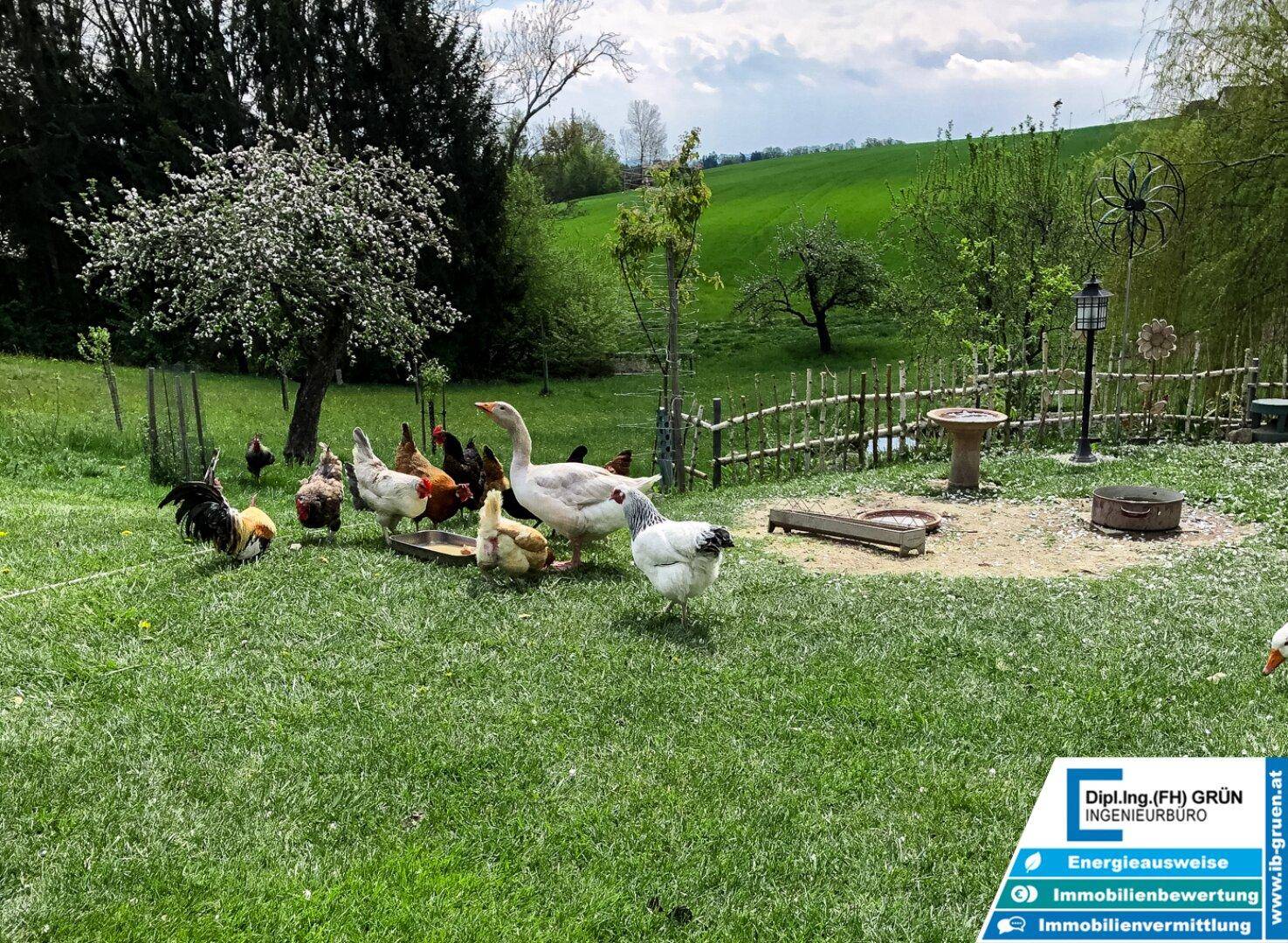 Verschiedene Bauernhoftiere wie Hühner und Gänse auf einer weitläufigen grünen Wiese.