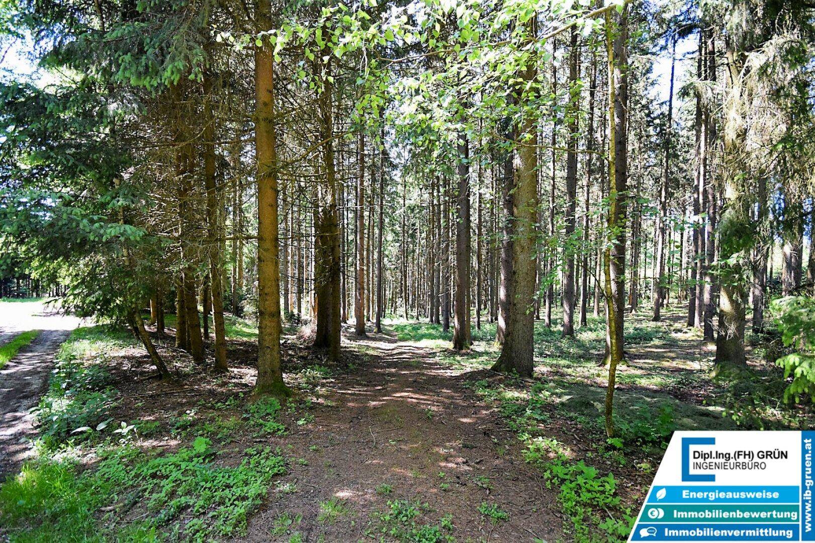 Waldweg führt durch dichten Nadelwald mit hohen Bäumen und viel Grün.