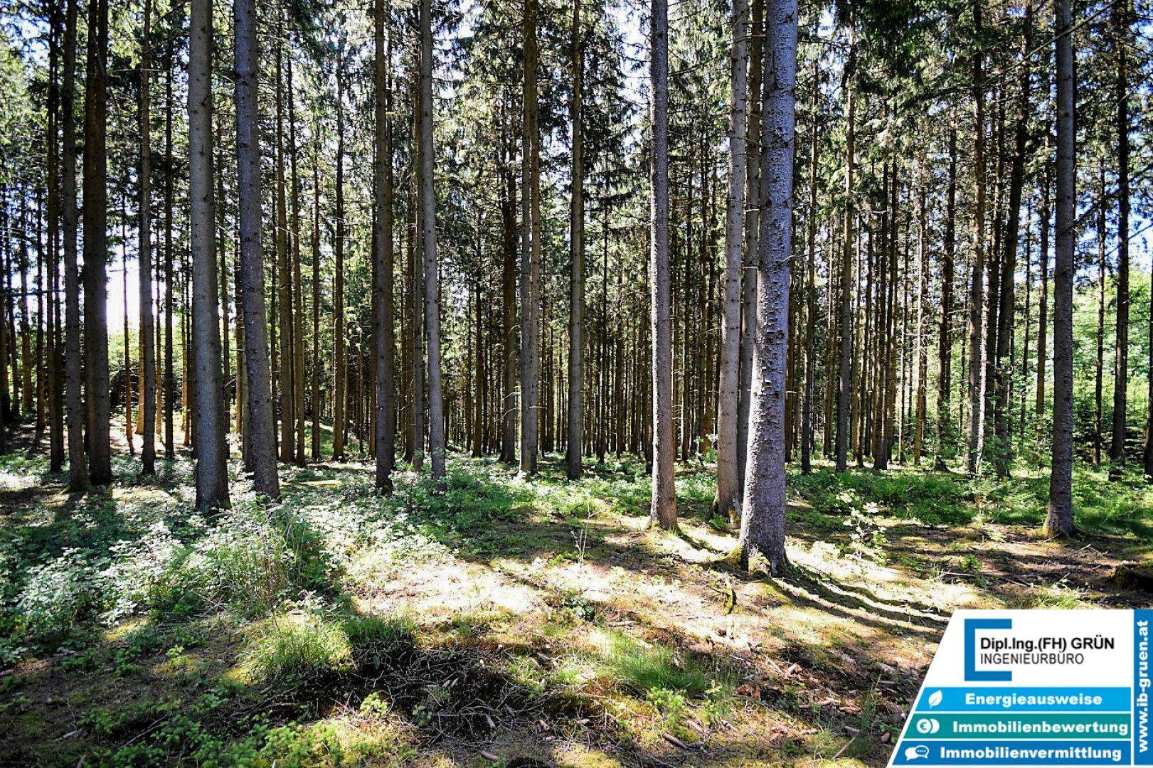 Dichter Wald mit hohen Bäumen und Sonnenlicht, das durch die Baumkronen fällt.