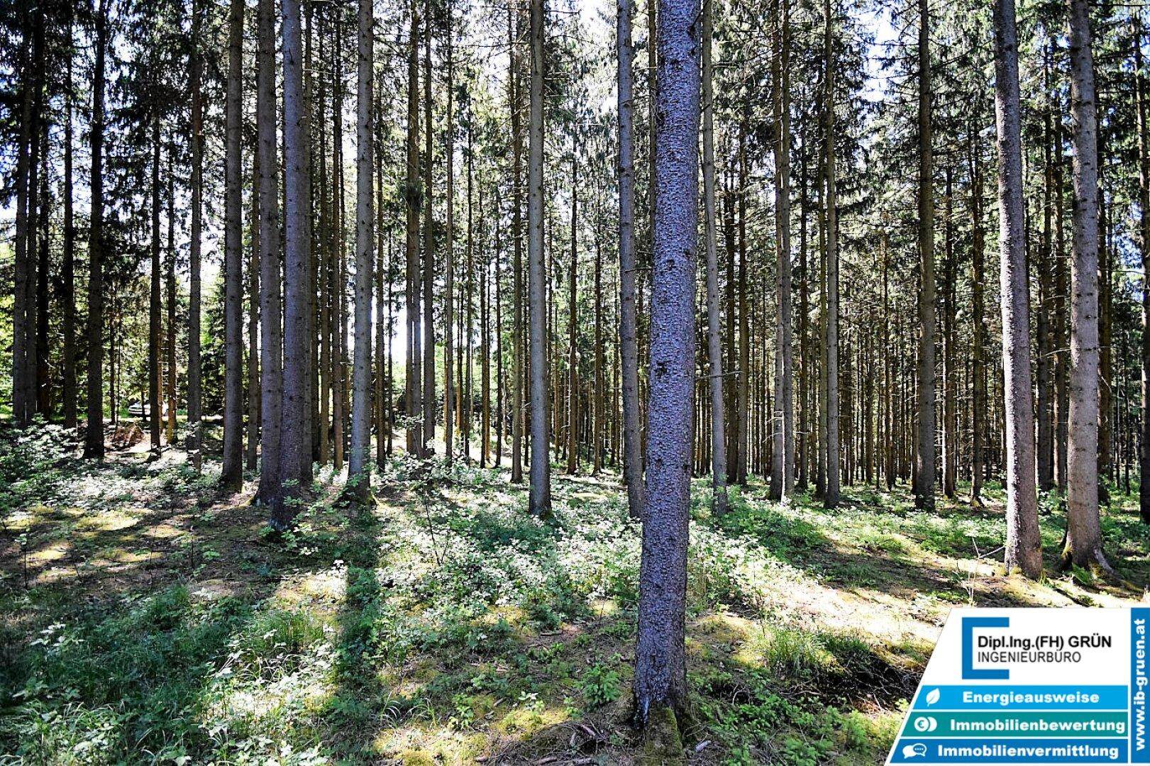 Dichter Nadelwald mit hohen Bäumen und Sonnenlicht, das durch die Äste scheint.