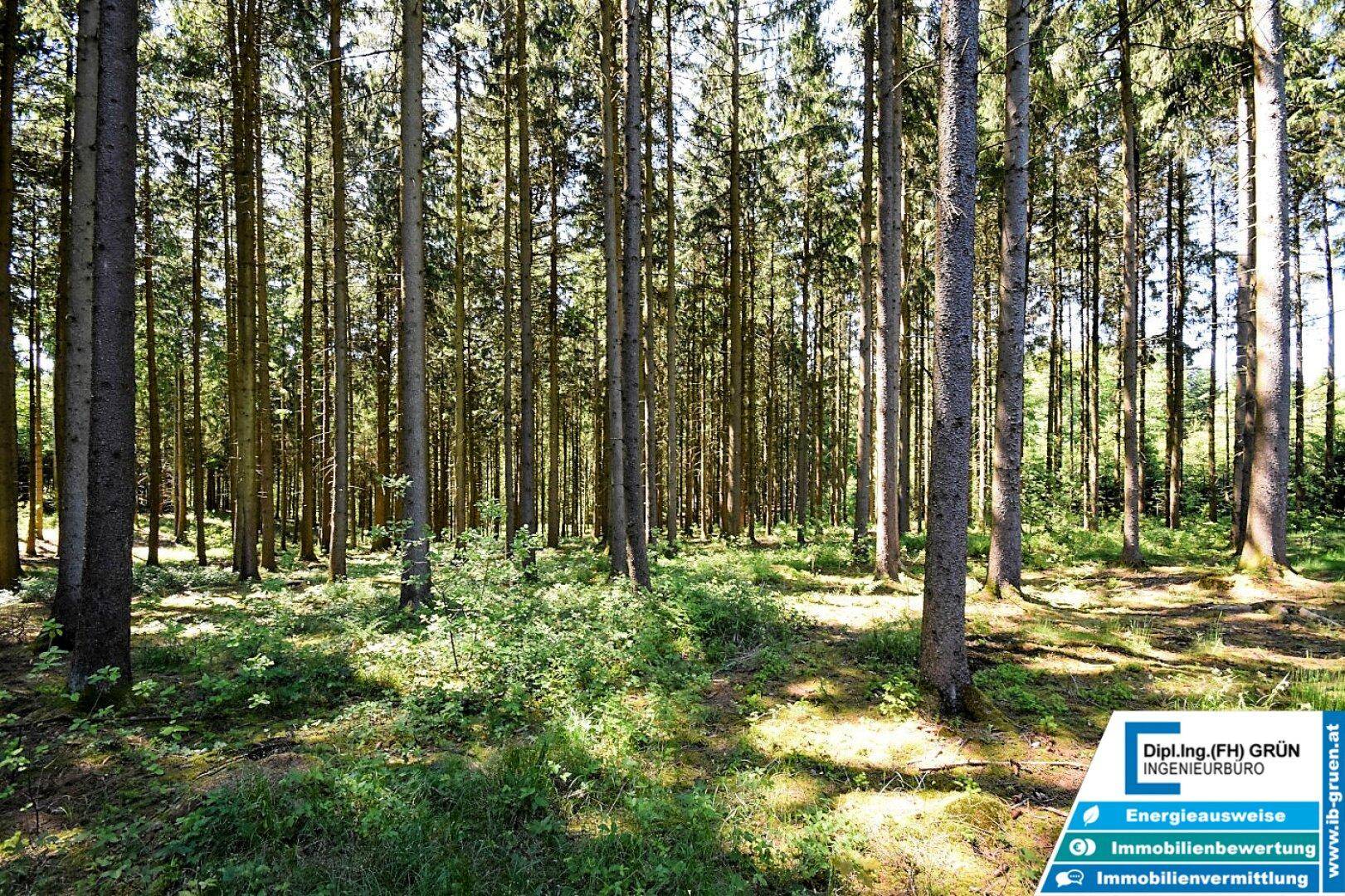 Weitläufiger Wald mit hohen Bäumen und üppigem Unterholz, durchflutet von Sonnenlicht.
