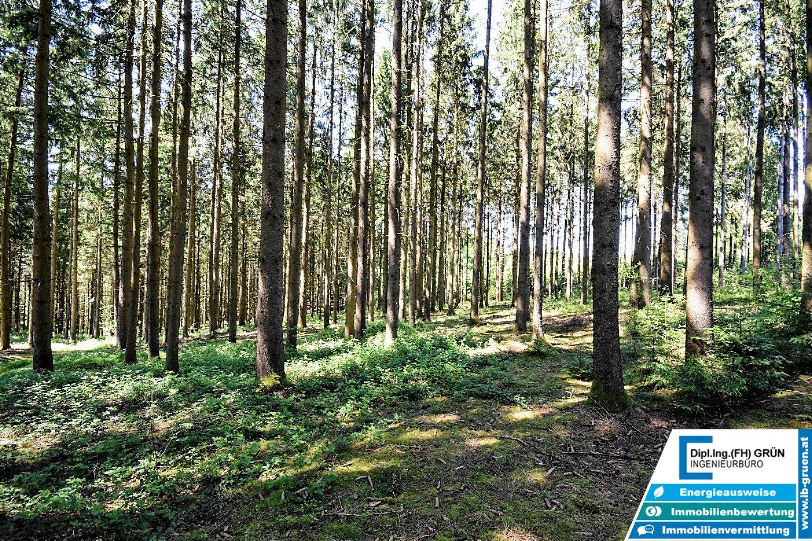 Ruhiger Wald mit hohen Bäumen und dichtem Grün, ideal für Spaziergänge in der Natur.