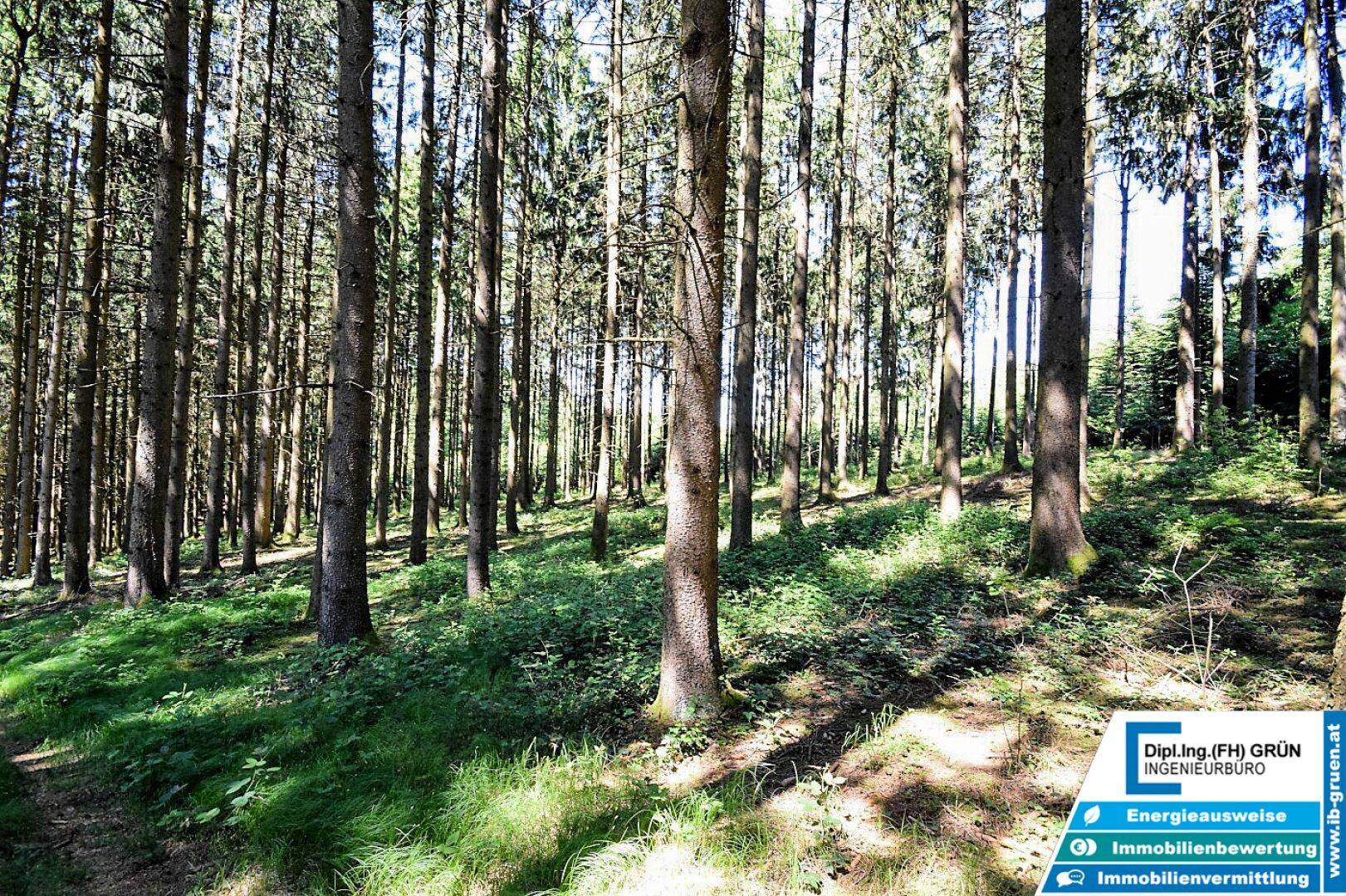 Tiefer Wald mit hohen Baumstämmen und schattigen Bereichen, die zum Verweilen einladen.