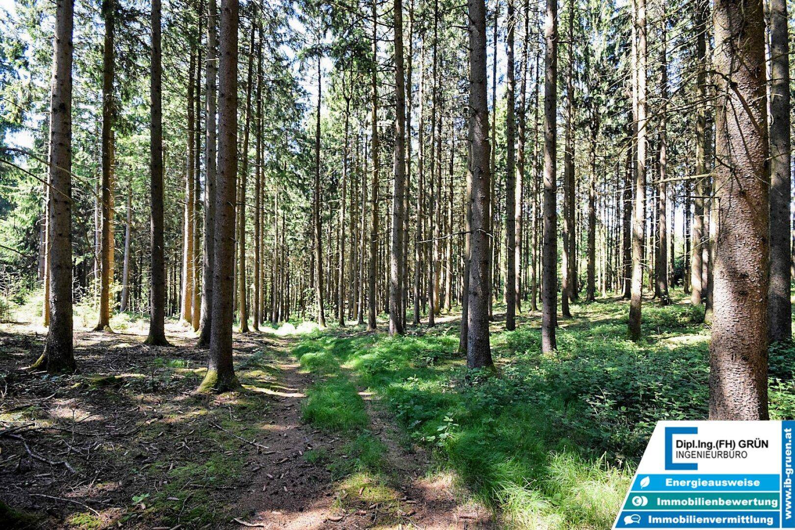 Schmaler Waldweg schlängelt sich durch hohe Bäume und dichtes Unterholz.