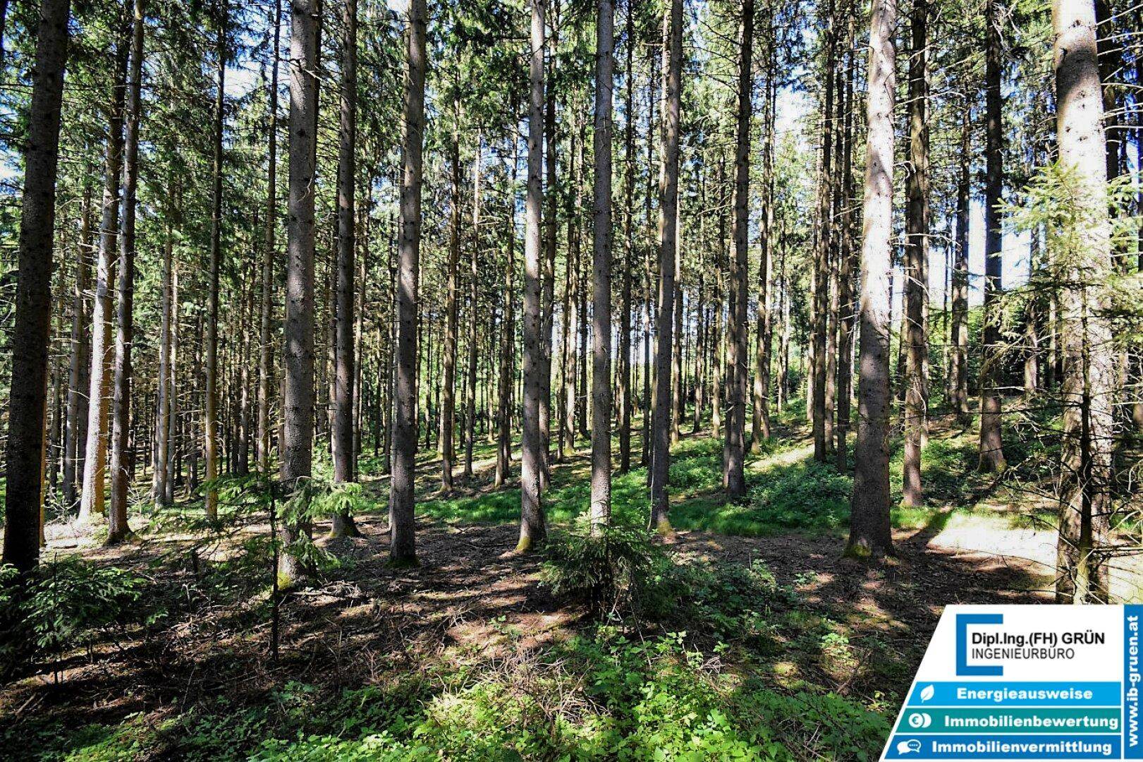 Sonnendurchfluteter Wald mit hohen Bäumen und üppiger Vegetation am Waldboden.