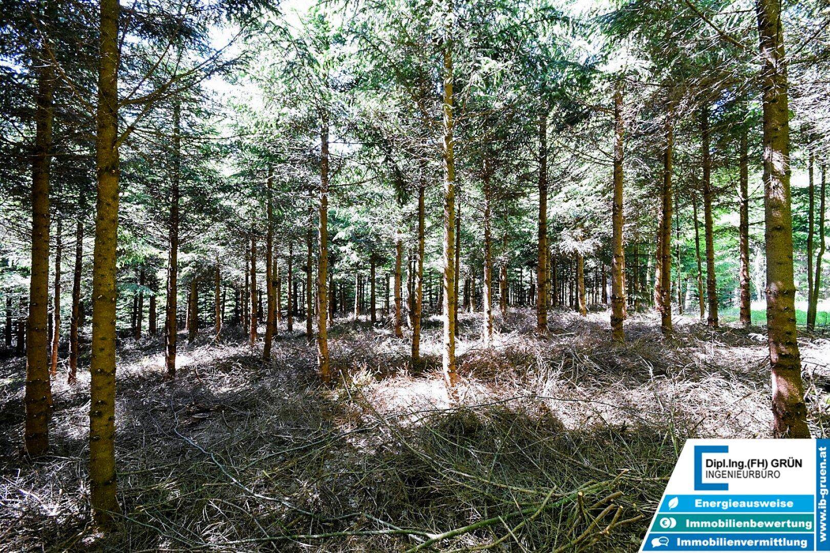 Lichter Waldabschnitt mit jüngeren Bäumen und viel Sonnenlicht auf dem Waldboden.