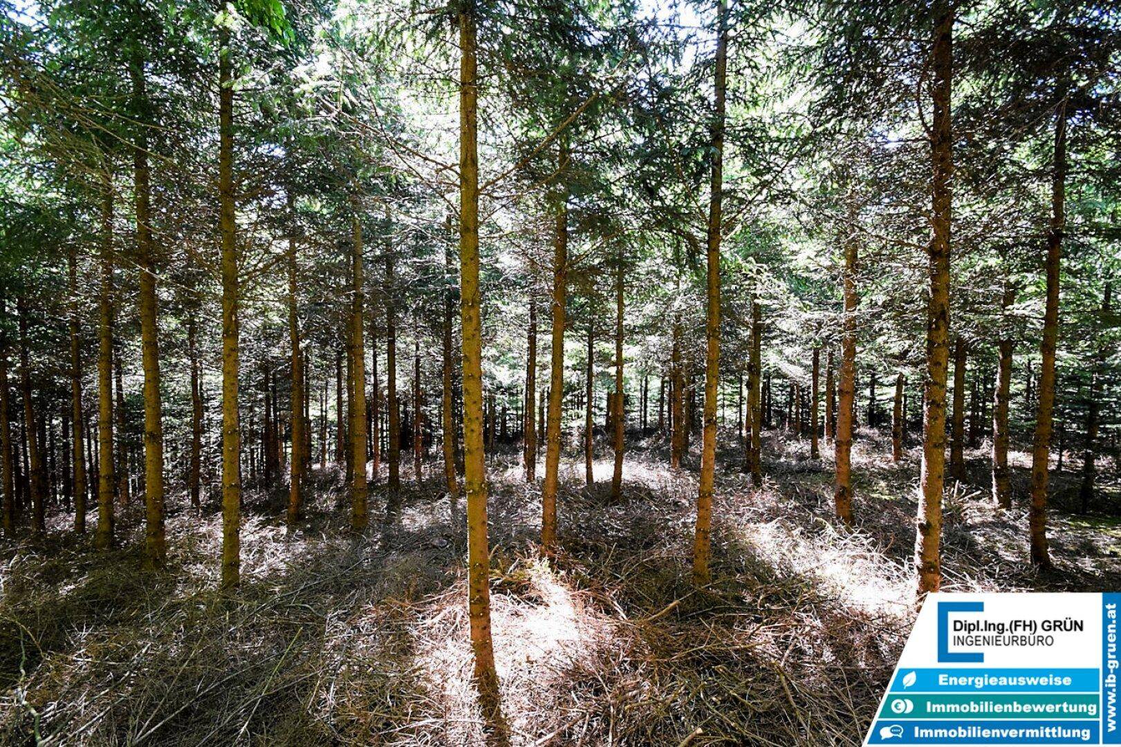 Sonniger Waldteil mit schlanken Bäumen und hellem Unterholz, das Licht einfängt.