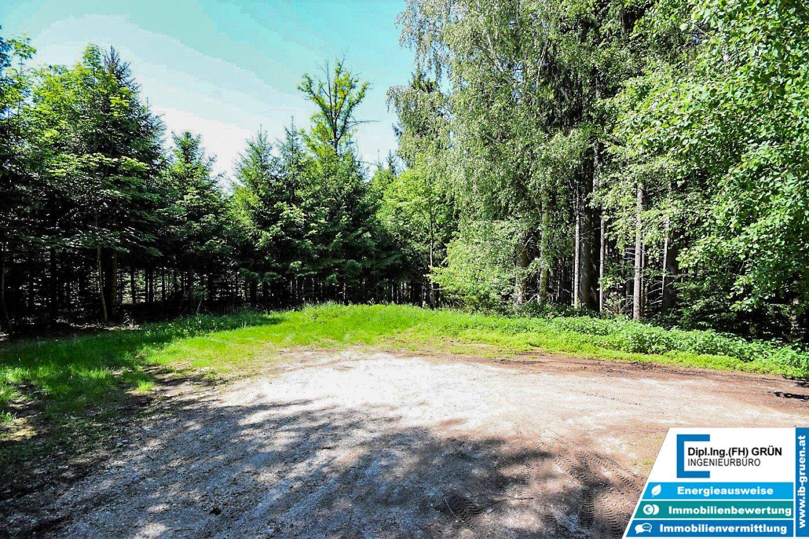 Weitläufige Waldlichtung mit Schotterweg, umgeben von hohen Bäumen und Grünflächen.