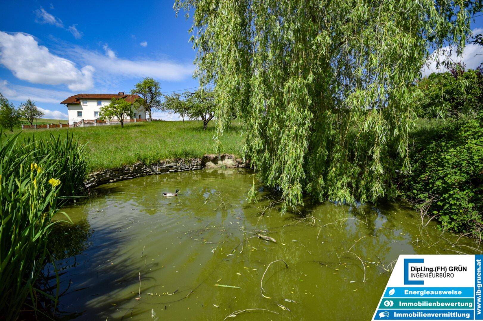 Natürlicher Teich mit einer Trauerweide am Ufer und einem Haus im Hintergrund.