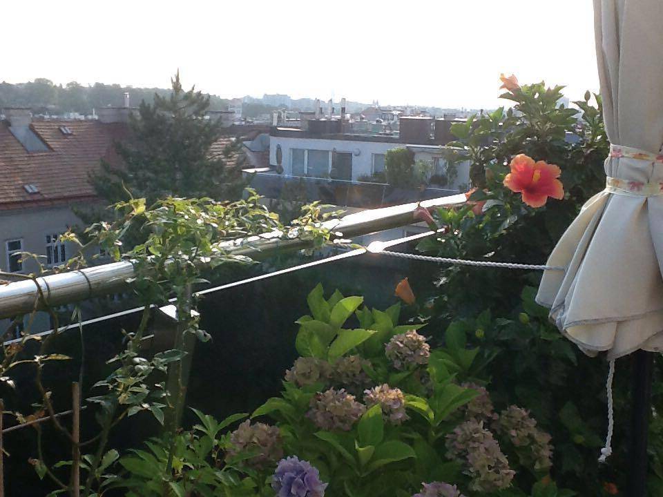 Nahaufnahme von blühenden Pflanzen auf der Terrasse mit Blick auf die Dächer der Stadt.