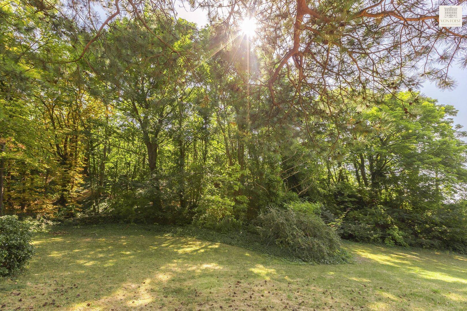 Natürliche Gartenlandschaft mit dichtem Baumbestand und sonnigem Rasenbereich unter blauem Himmel.