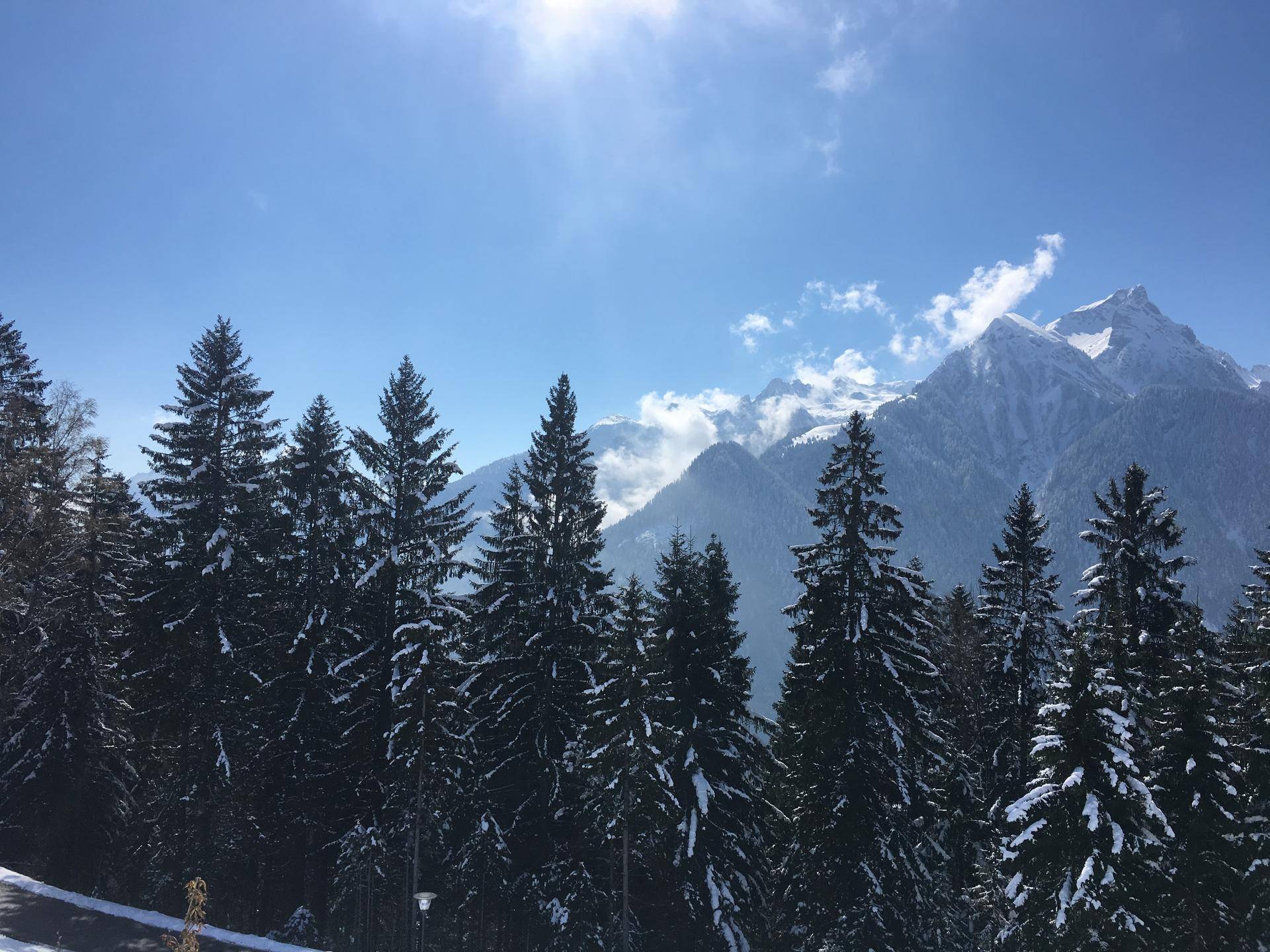 Schneebedeckte Tannenbäume vor einer beeindruckenden Bergkulisse an einem sonnigen Wintertag.