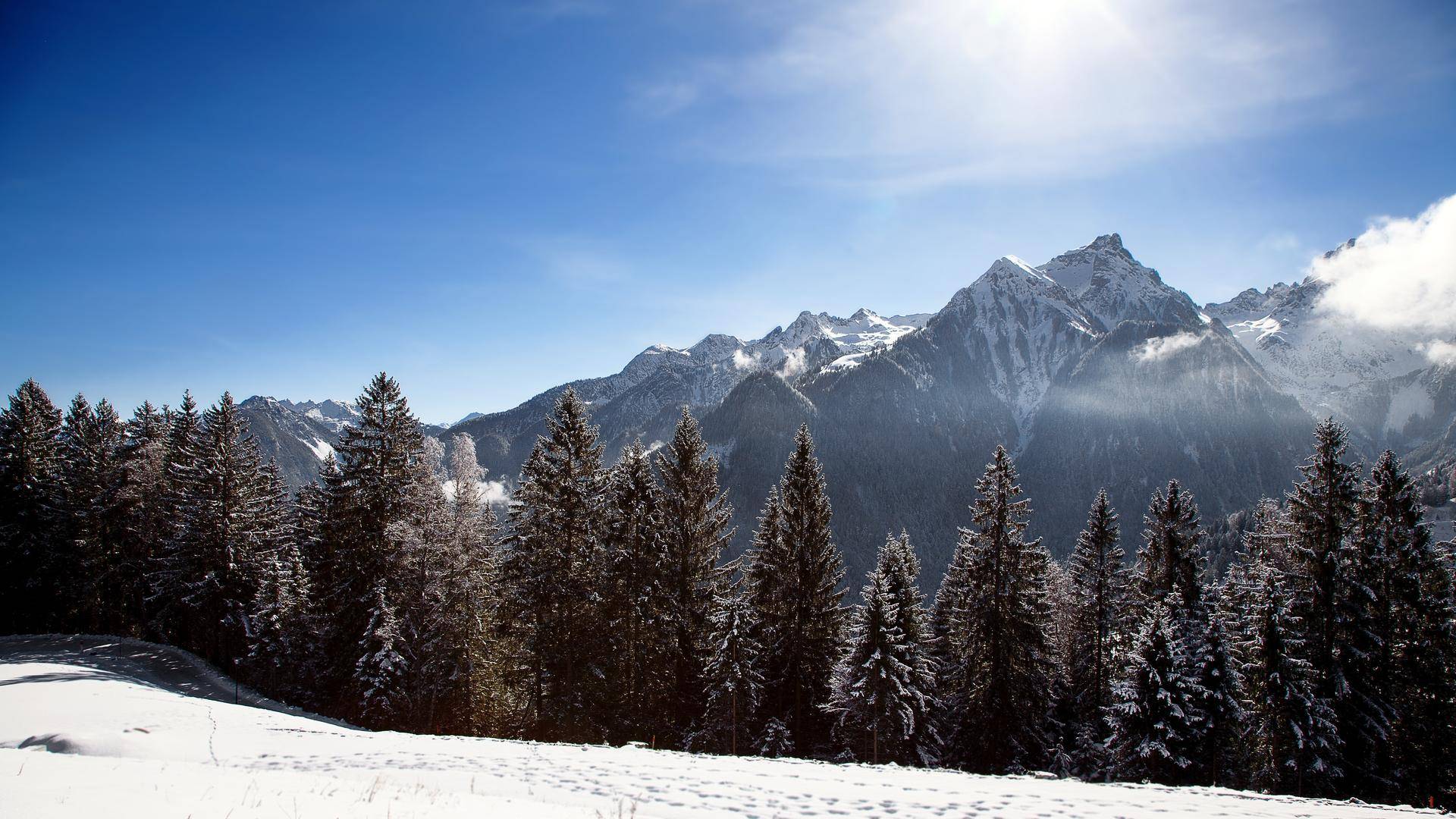 Verschneiter Nadelwald mit einer imposanten Bergkette im Hintergrund unter einem sonnigen, blauen Himmel.