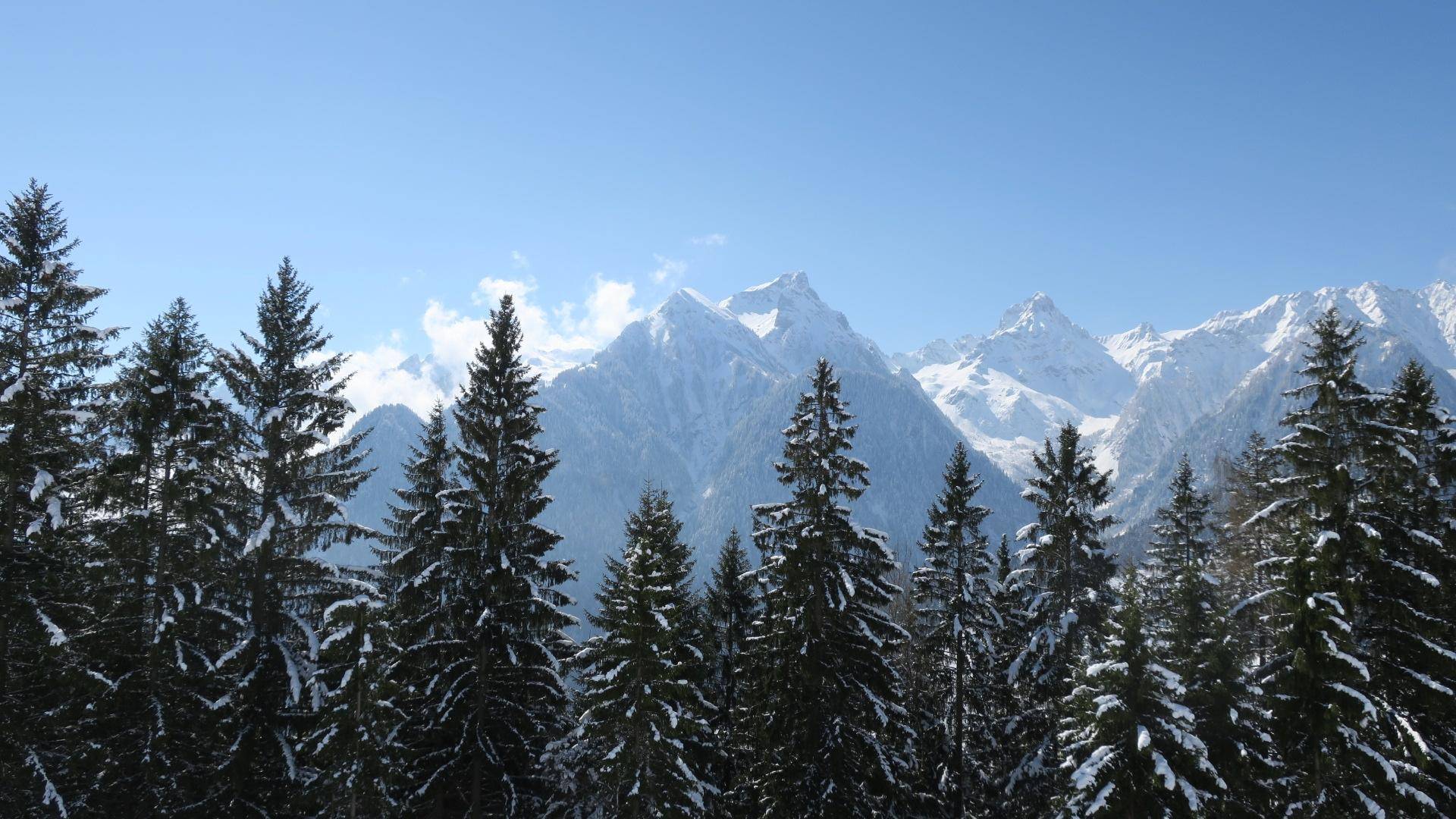 Dichter, schneebedeckter Nadelwald mit einer imposanten Bergkette im Hintergrund unter klarem Himmel.
