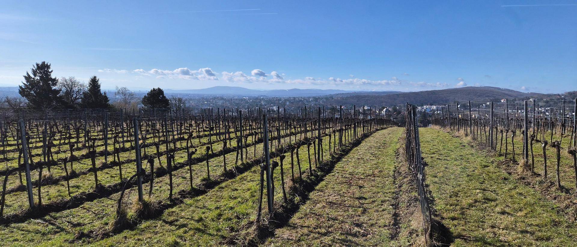 Reihen von Weinreben erstrecken sich über sanfte Hügel mit einer fernen Stadtansicht.