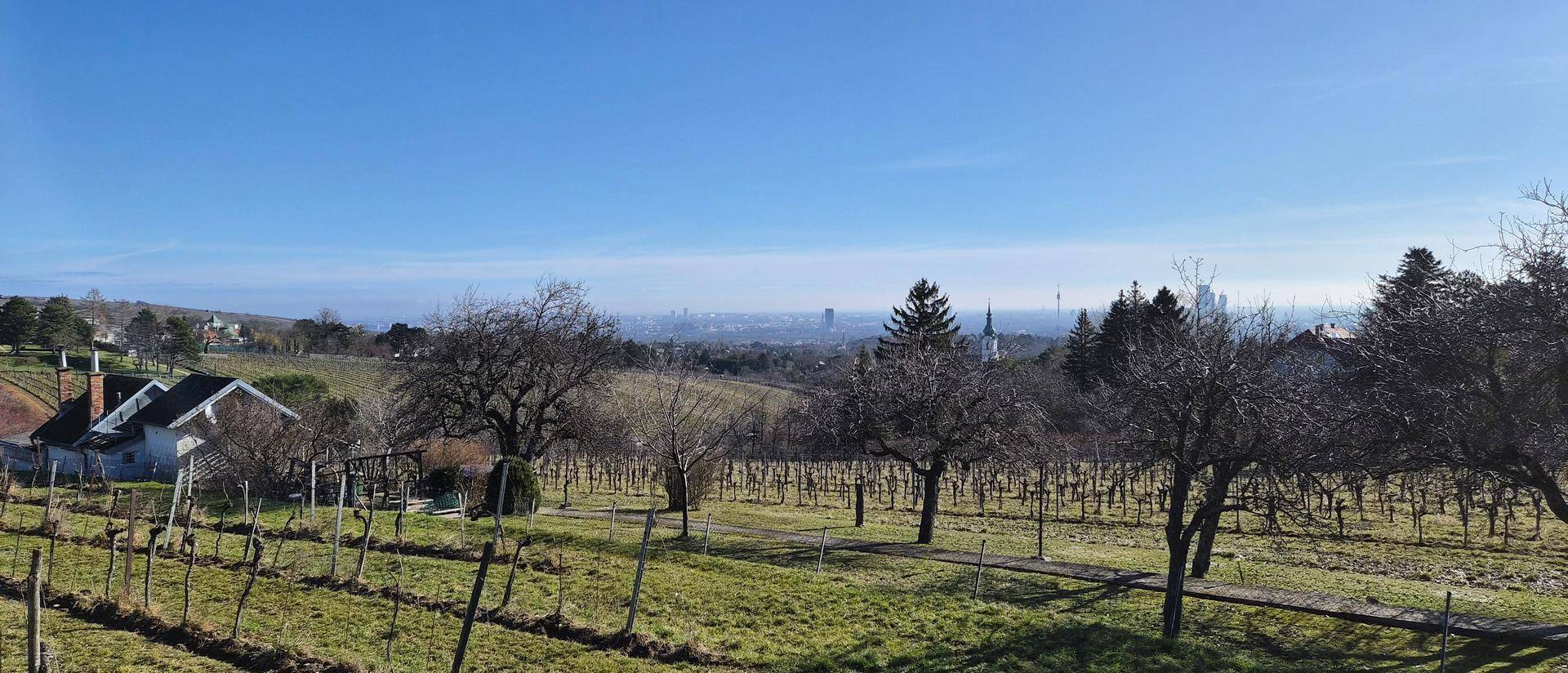 Weitläufiger Blick über Weinberge mit der Stadtkulisse im Hintergrund unter blauem Himmel.