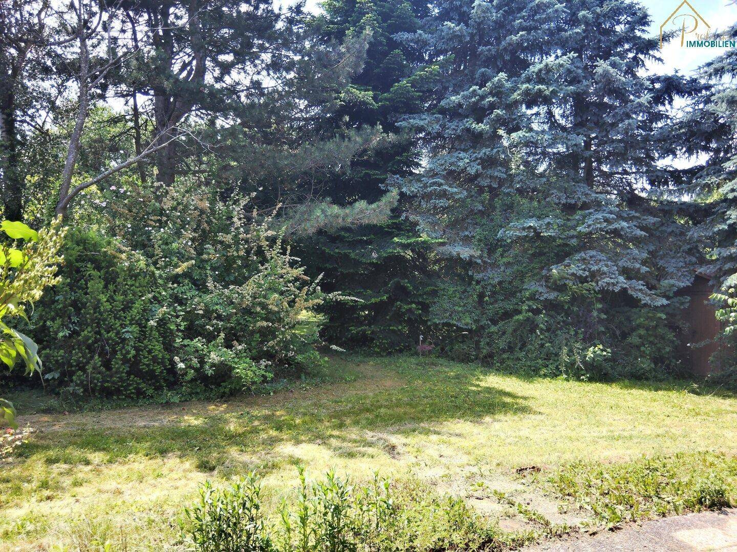 Großer Gartenbereich mit Rasenfläche und vielfältigem Baumbestand.