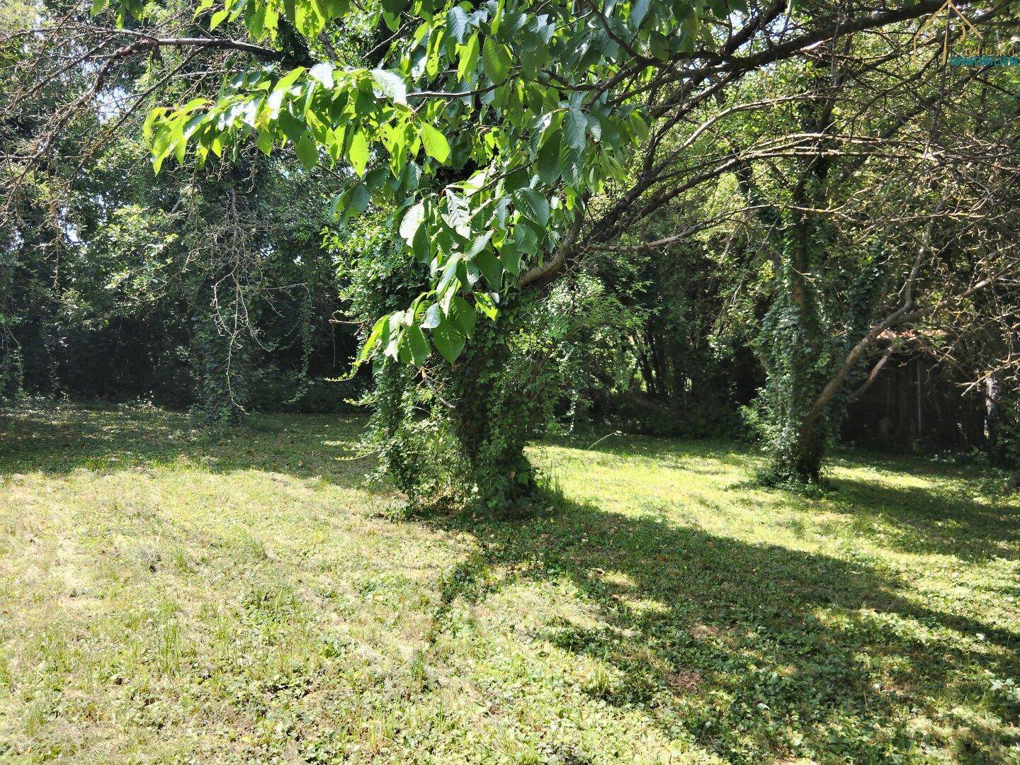 Naturbelassener Garten mit alten Bäumen und üppigem Grün.