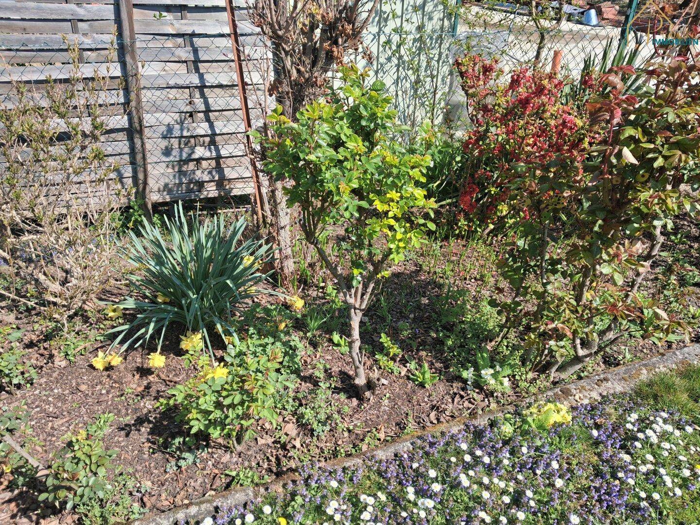 Blumenbeet im Garten mit verschiedenen Pflanzen und kleinen Blüten.