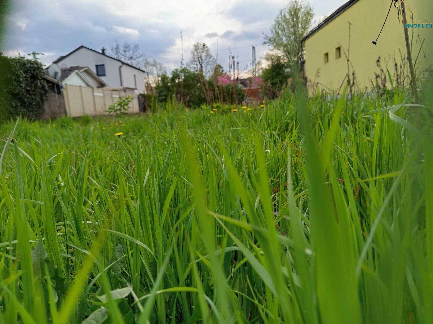 Hohes grünes Gras in einer Wiese mit unscharfen Häusern im Hintergrund unter einem bewölkten Himmel.