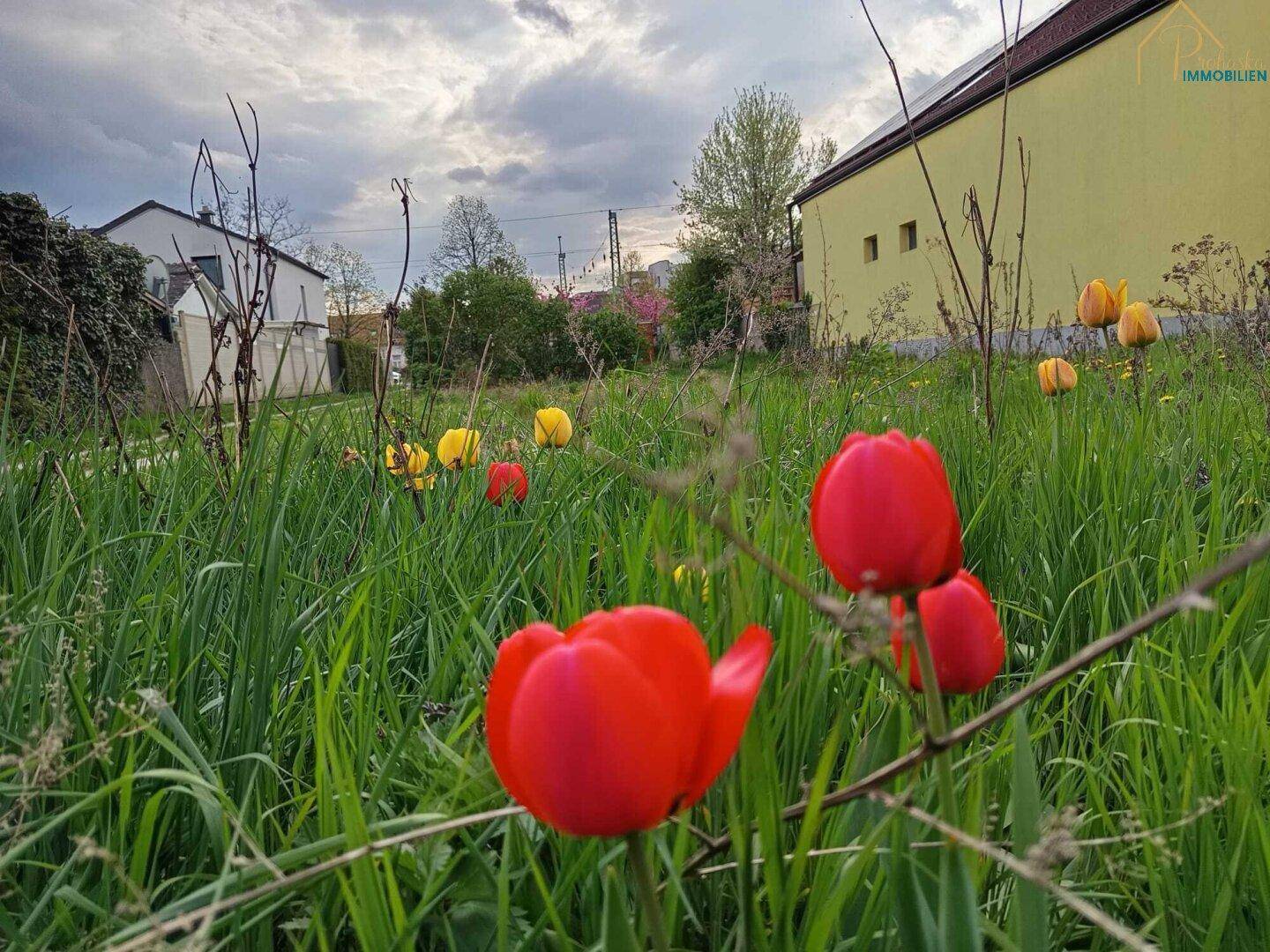 Rote und gelbe Tulpen blühen in einer grünen Wiese vor Wohnhäusern unter bewölktem Himmel.