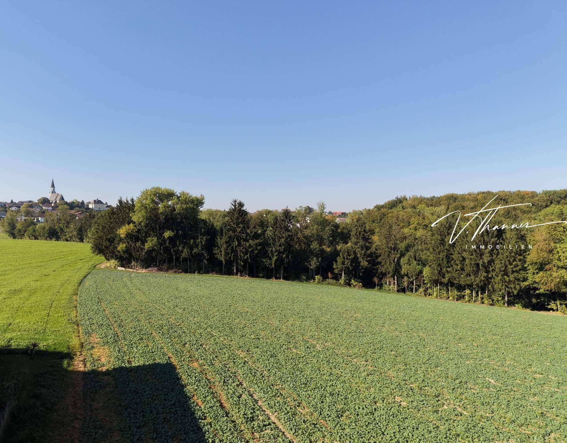 Grüne Felder grenzen an einen Waldrand mit Blick auf eine entfernte Ortschaft.