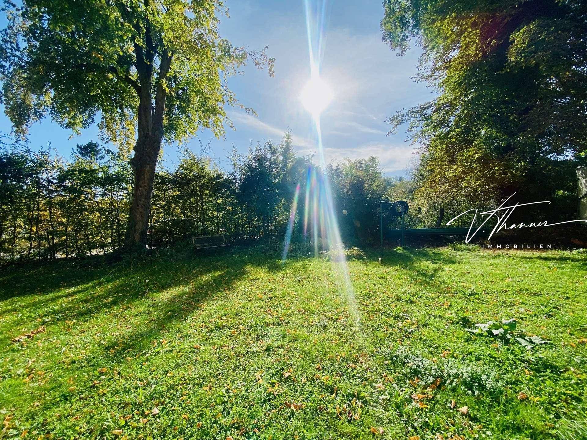 Sonnige Rasenfläche im Garten mit hohen Bäumen und viel Grün.