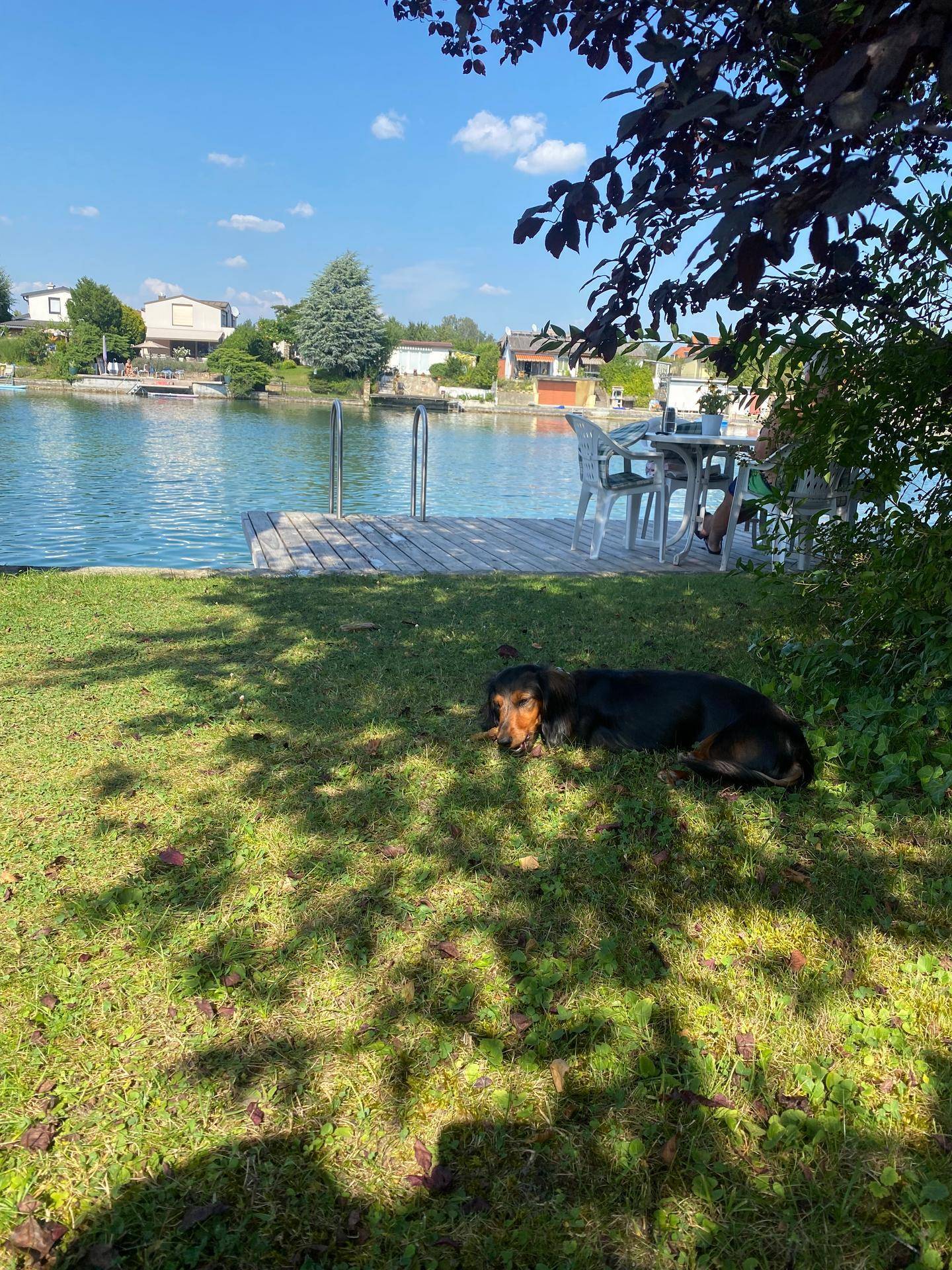 Entspannter Gartenbereich am Seeufer mit Rasenfläche, Sitzgelegenheiten und einem Hund.