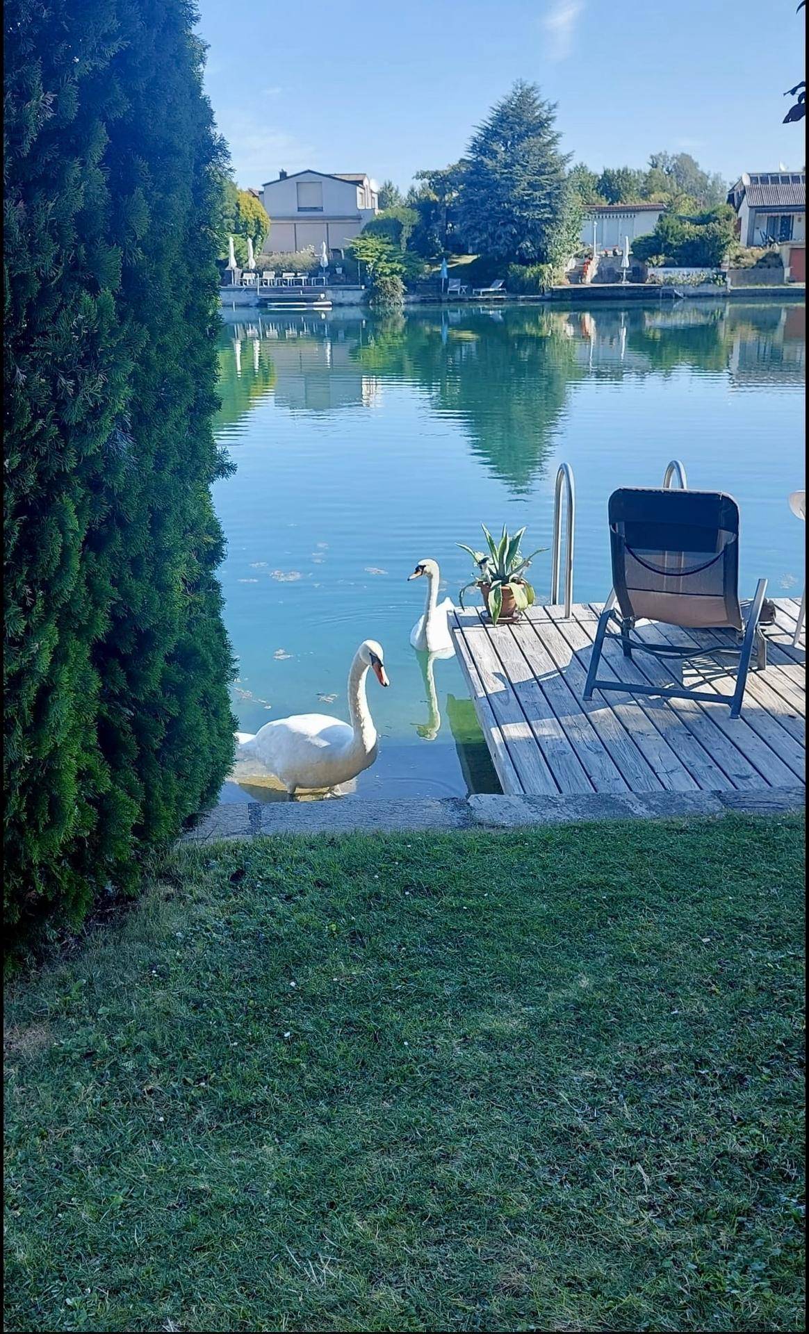 Idyllischer Gartenbereich am Seeufer mit Holzsteg, Liegestuhl und schwimmenden Schwänen.