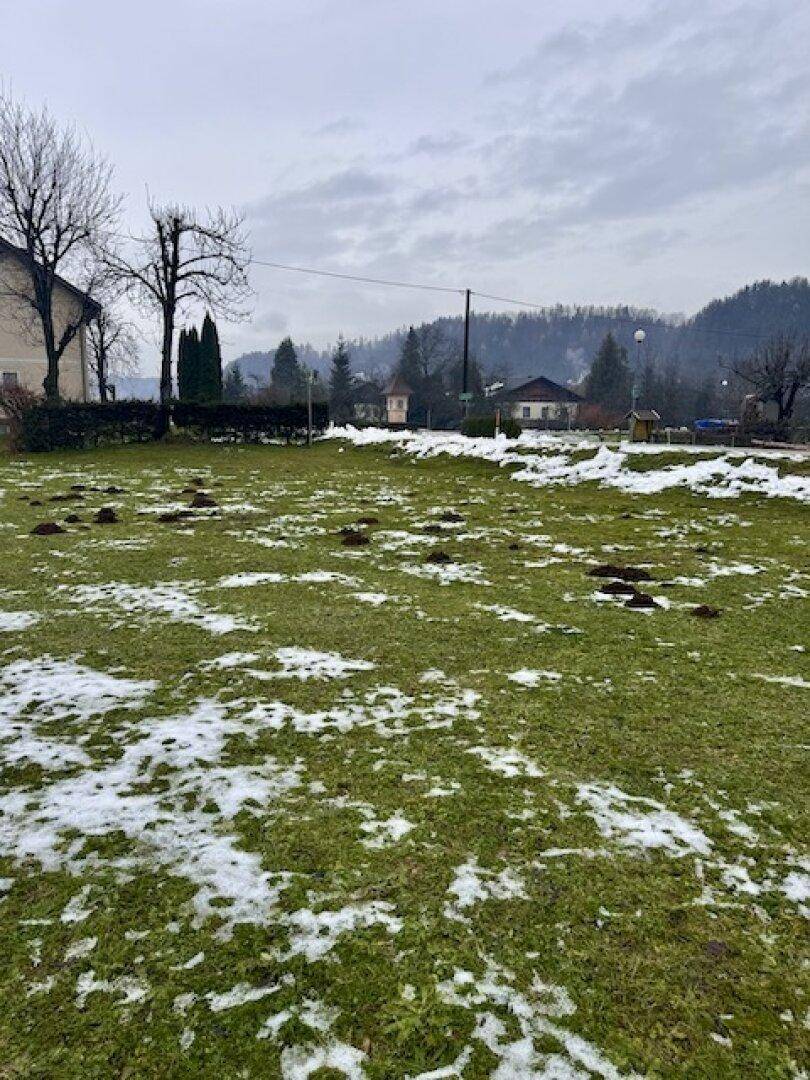 Grüne Wiese mit Schneeresten und Maulwurfshügeln, umgeben von Häusern und Bäumen.
