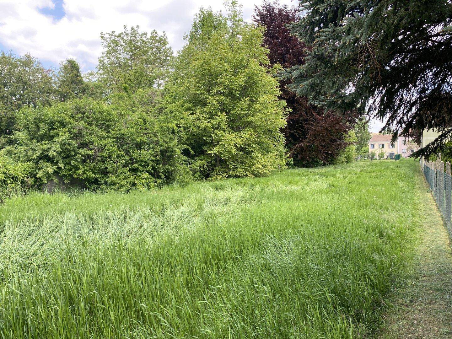 Grüne Wiese mit hohen Gräsern, umgeben von Bäumen und einem Zaun am Rand.