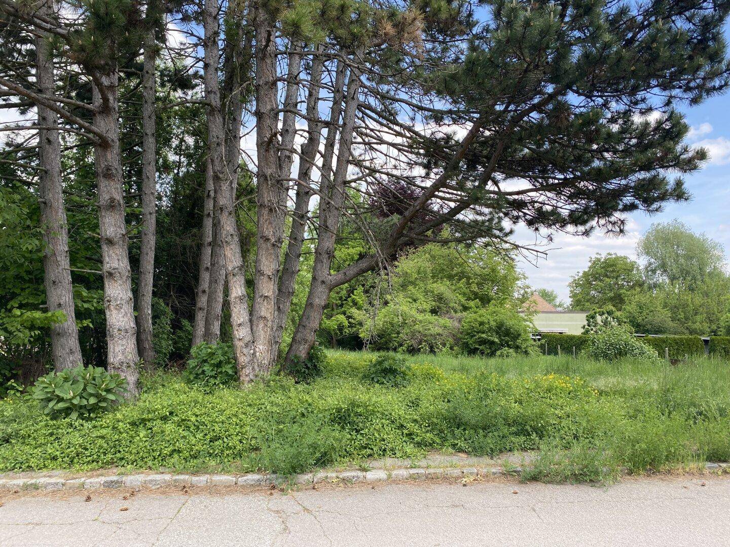 Unbebautes Grundstück mit hohen Kiefern und dichter Vegetation neben einer asphaltierten Straße.