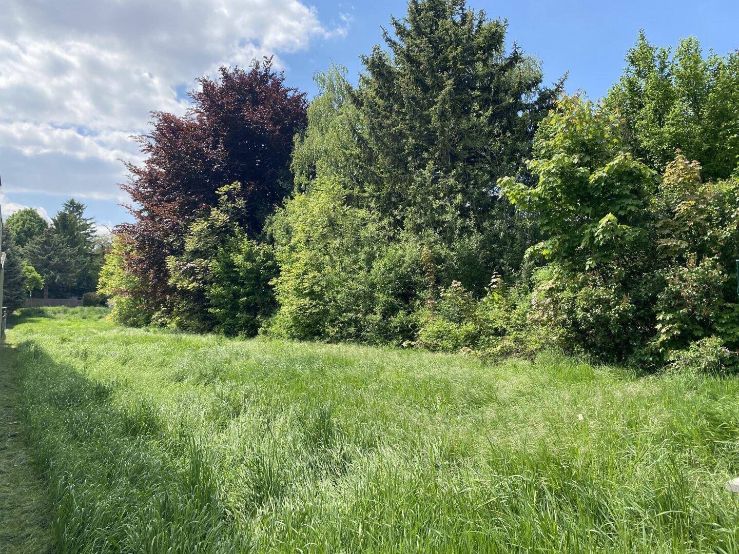 Weitläufige Grünfläche mit üppigem Gras und verschiedenen Bäumen unter blauem Himmel.